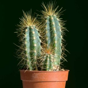 2-inch Cactus Pachycladus
