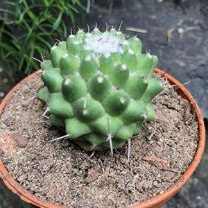 2-inch Mammillaria Polythele