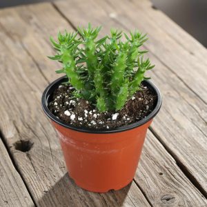 2-inch Cactus Subulata