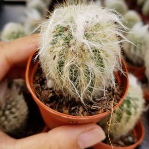 2-inch Cactus Dybowskii