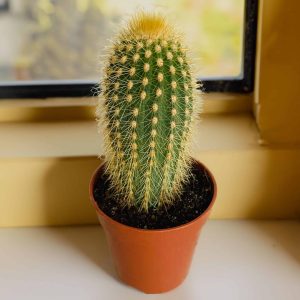 2-inch Cactus Guenteri