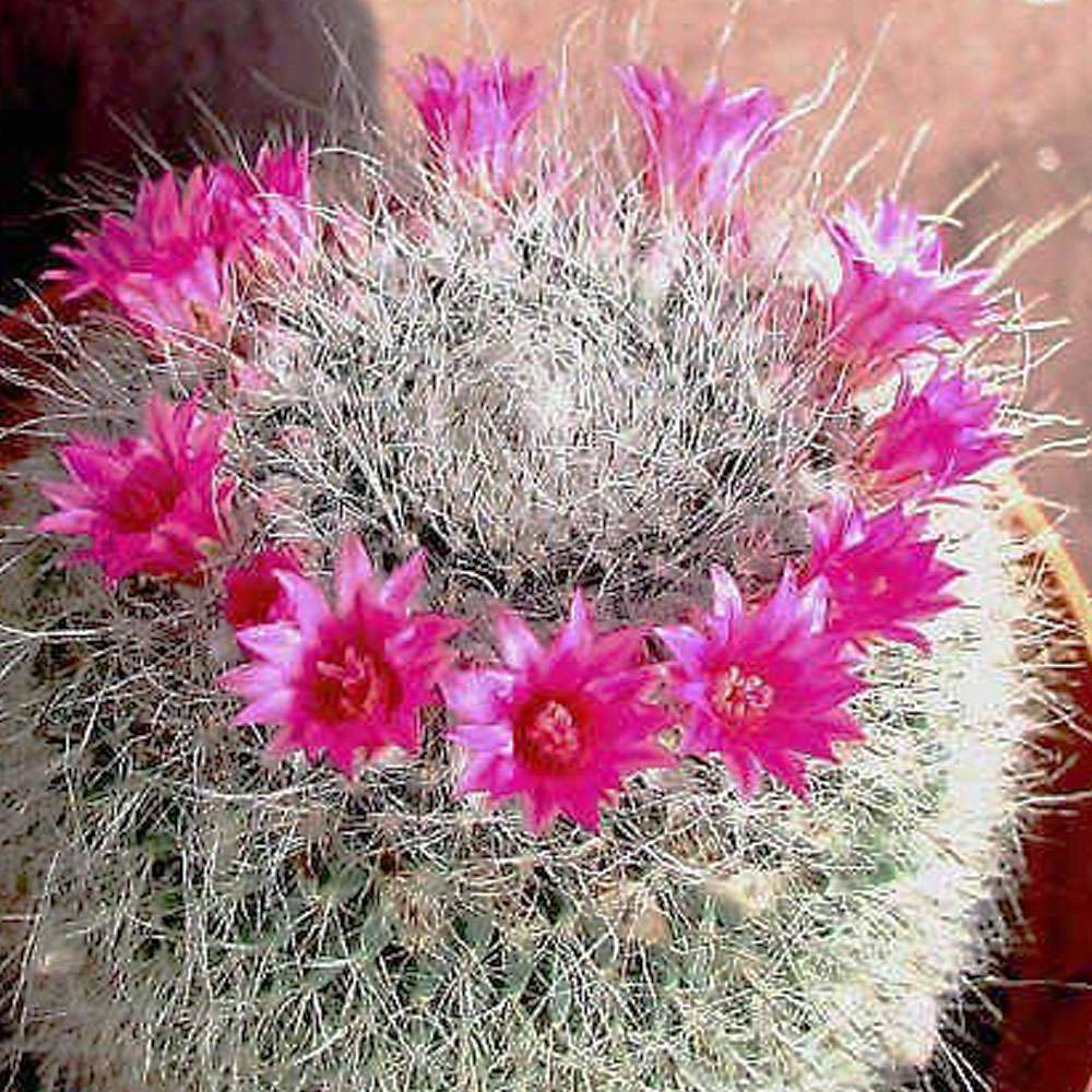 2-inch Cactus Hahniana