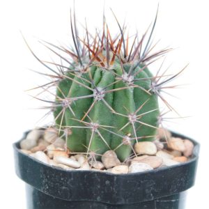 2-inch Cactus Leucantha