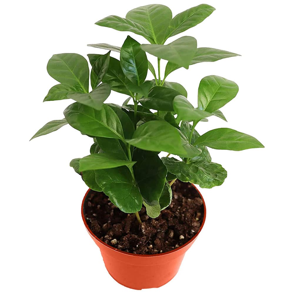 4-inch Coffee Plant