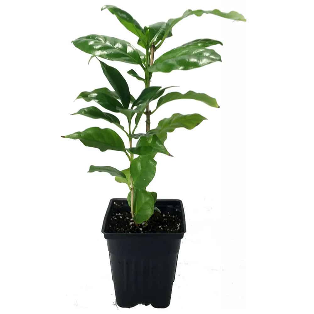 2-inch Coffee Arabica