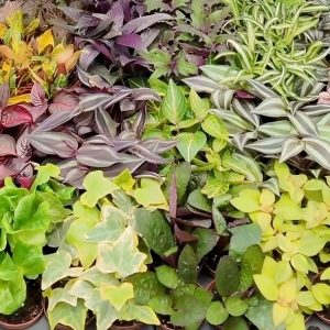 2-inch Colorful Foliage Mix