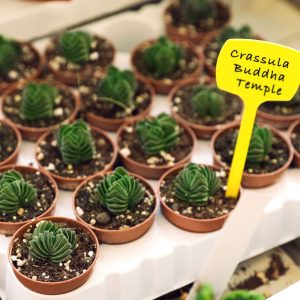 1-inch Crassula Buddha’s Temple