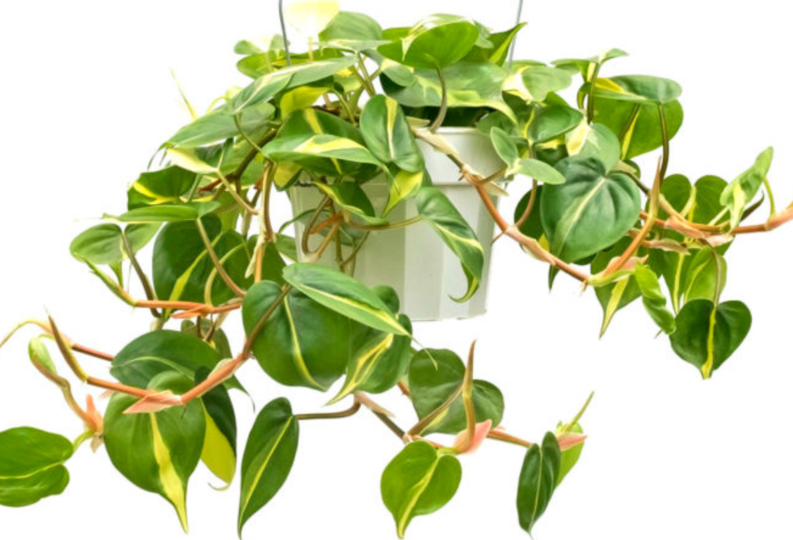 https://homefreshplants.com/