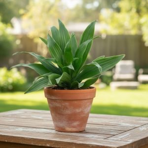 Dracaena Janet Craig