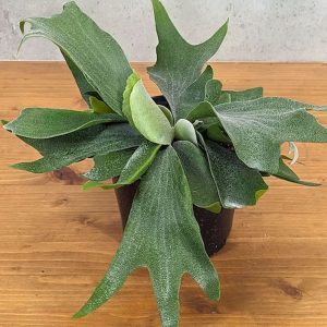 2-inch Dutch Staghorn Ferns
