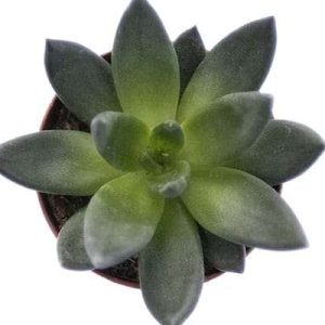 2-inch Echeveria Affinis