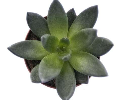 2-inch Echeveria Affinis