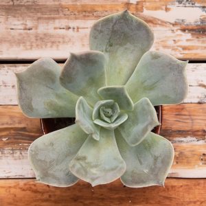2-inch Echeveria Pollux