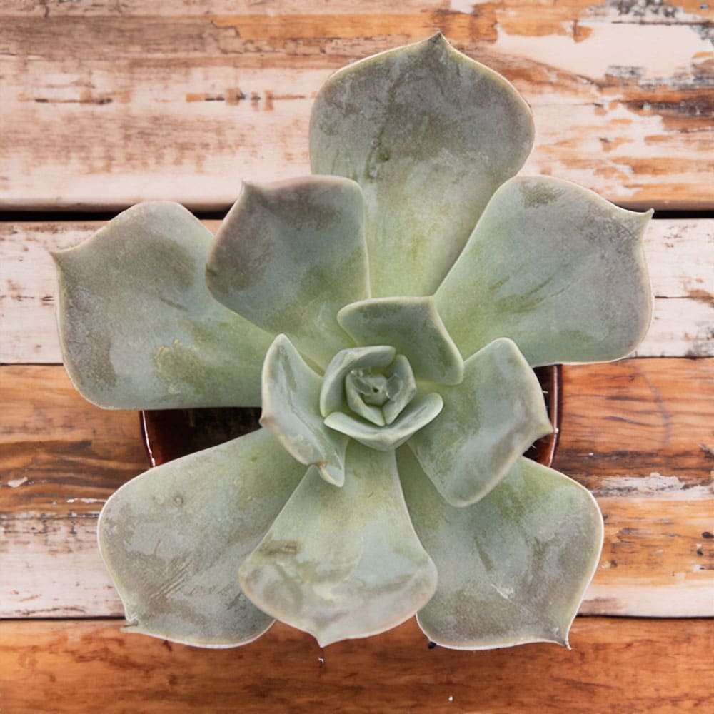 2-inch Echeveria Pollux