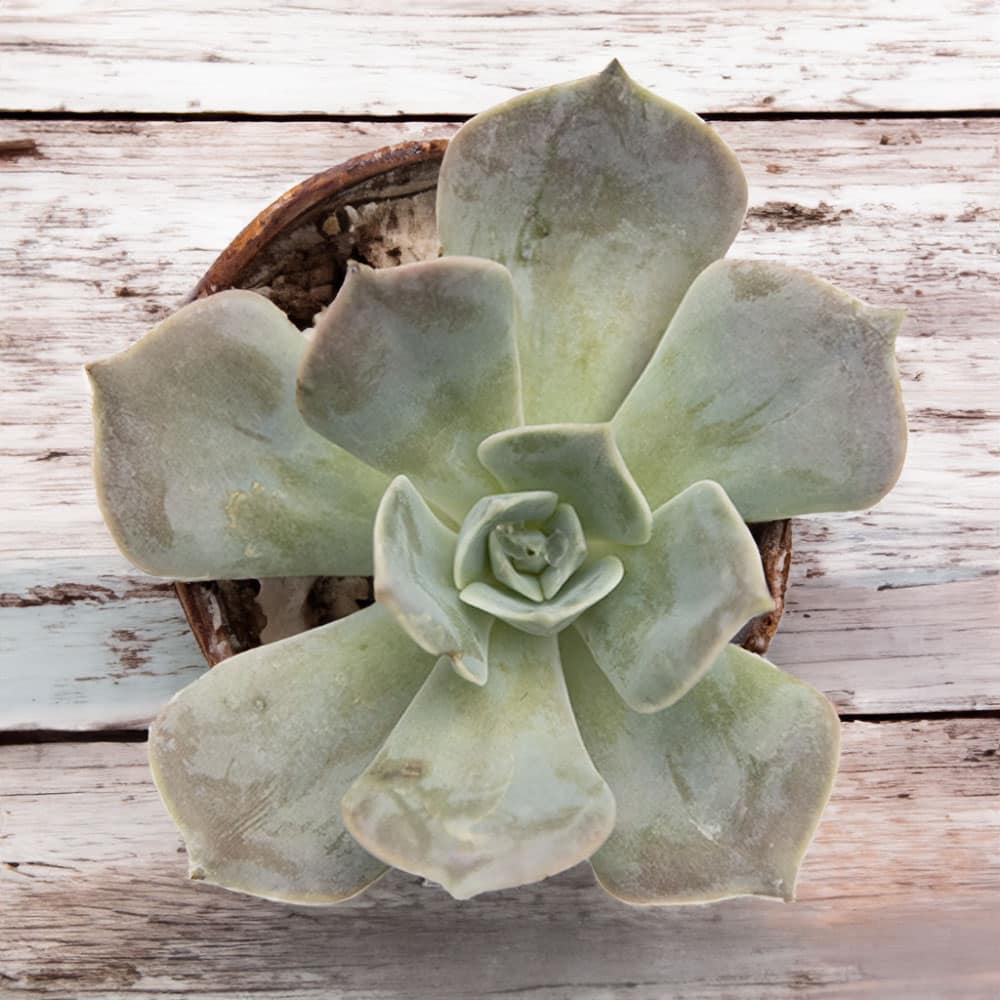 4-inch Echeveria Pollux