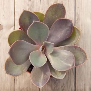 3-inch Echeveria Purple Pearl