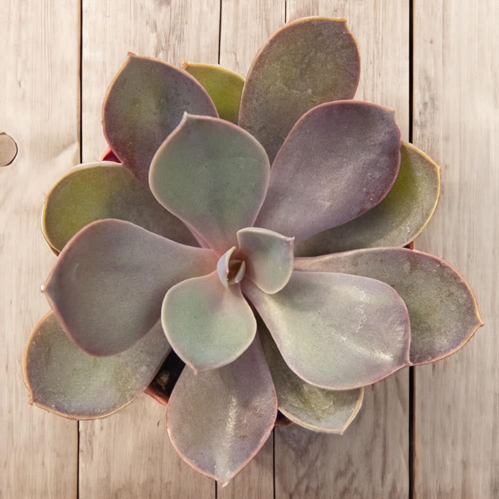 3-inch Echeveria Purple Pearl