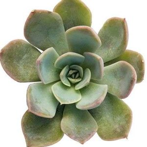 2-inch Echeveria Summer