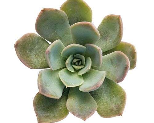 2-inch Echeveria Summer