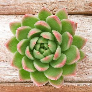 2-inch Echeveria Agavoides Red Tip