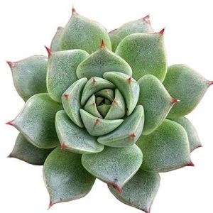 1-inch Echeveria Fabiola