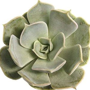 2-inch Echeveria Lilacina