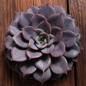 2-inch Echeveria Maroon