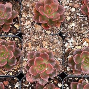 2-inch Echeveria Melaco