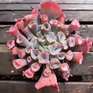 2-inch Echeveria Pink Trumpet