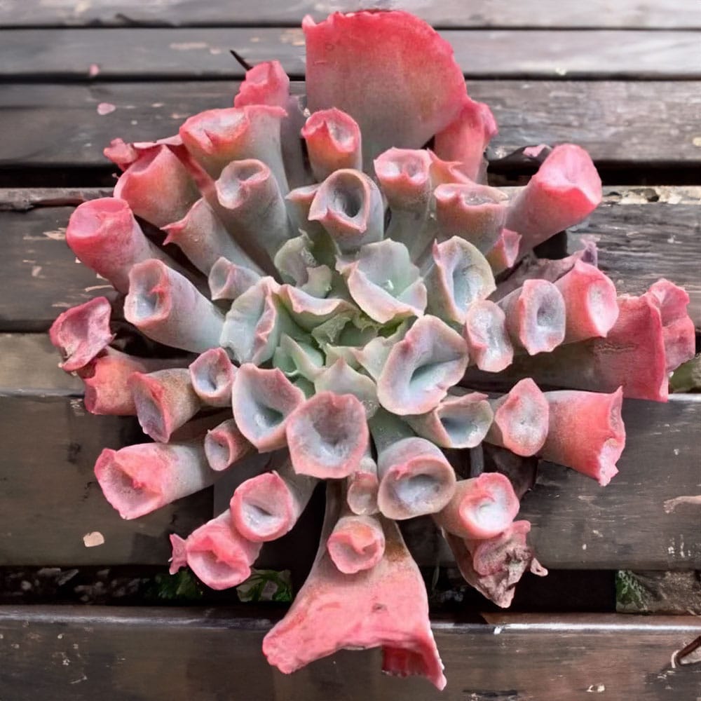 2-inch Echeveria Pink Trumpet