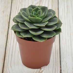 2-inch Echeveria Taco