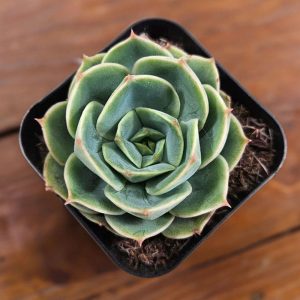 2-inch Echeveria Tigela