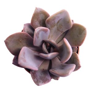 1-inch Echeveria Debbie