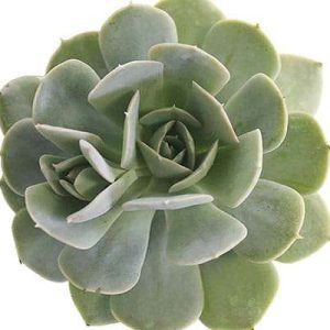 2-inch Echeveria Holy Gate