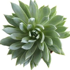 2-inch Echeveria Macdougallii