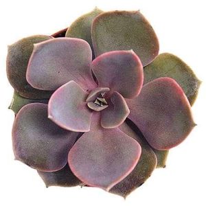 2-inch Echeveria Perle Von Nurnberg