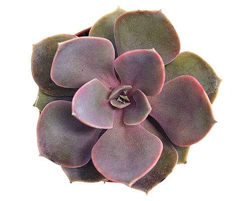 2-inch Echeveria Perle Von Nurnberg