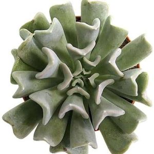 2-inch Echeveria Topsy Turvy