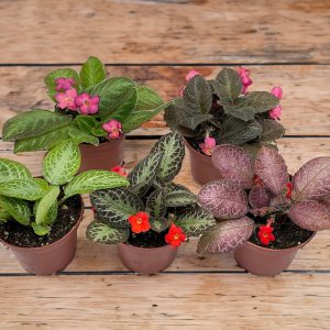 2-inch Episcia Mix