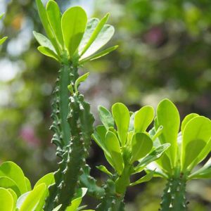 Euphorbia Neriifolia