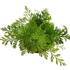 2-inch Rabbit’s Foot Fern