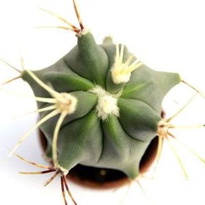 2-inch Histrix Cactus