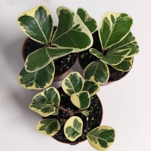 2-inch Ficus triangularis Variegated