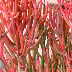 4-inch Firesticks Cactus