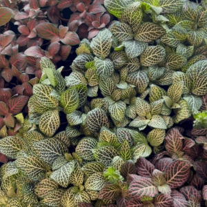 2-inch Fittonia Mix