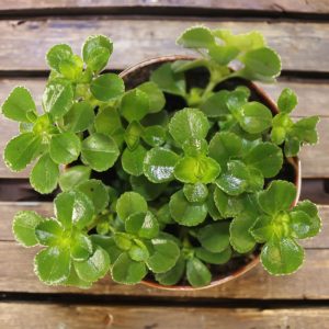 2-inch Pilea Baby Tears