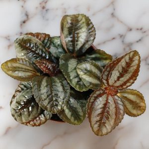 2-inch Pilea Friendship