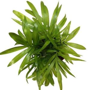 6-inch Neanthe Bella Palm