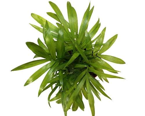 6-inch Neanthe Bella Palm