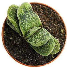 2-inch Haworthia Gasteria Little Warty